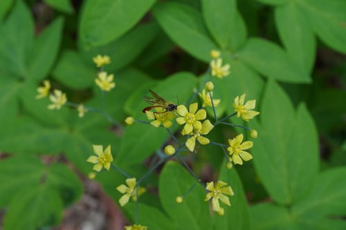Caulophyllum robustum (Papoose root) — photo