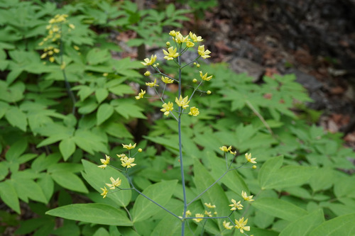 Caulophyllum robustum (Papoose root) — photo