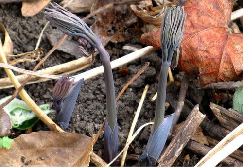 Caulophyllum thalictroides (Blue Cohosh) — photo