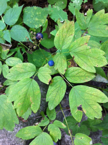 Caulophyllum thalictroides (Blue Cohosh) — photo