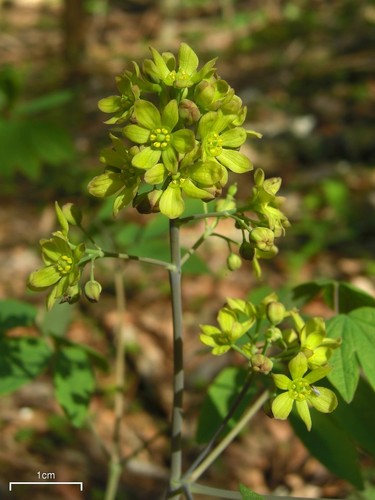 Caulophyllum thalictroides