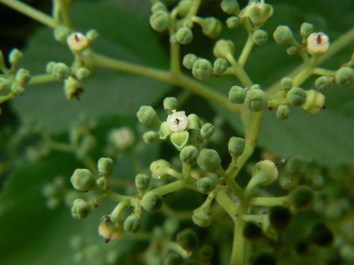 Causonis trifolia — photo