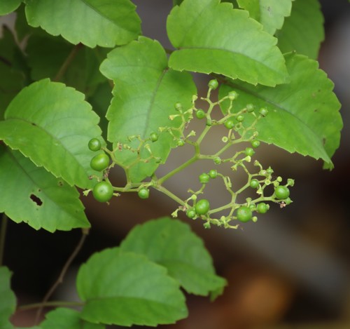 Causonis trifolia