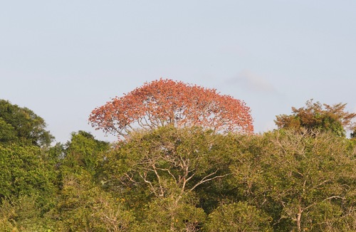 Cavanillesia platanifolia (Cuipo) — photo