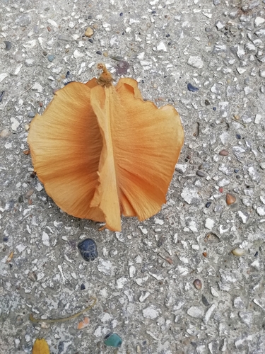 Cavanillesia platanifolia (Cuipo) — photo