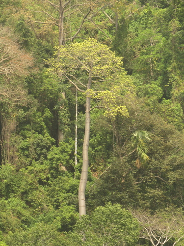 Cavanillesia platanifolia