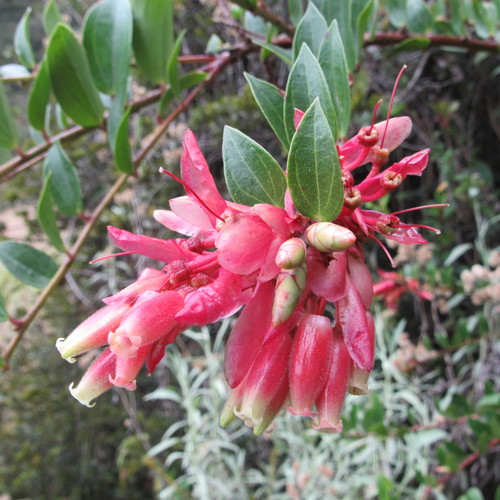Cavendishia bracteata (Bracteate cavendishia) — photo