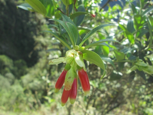 Cavendishia bracteata (Bracteate cavendishia) — photo
