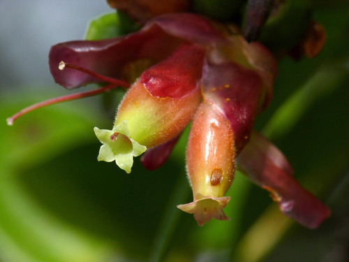 Cavendishia bracteata