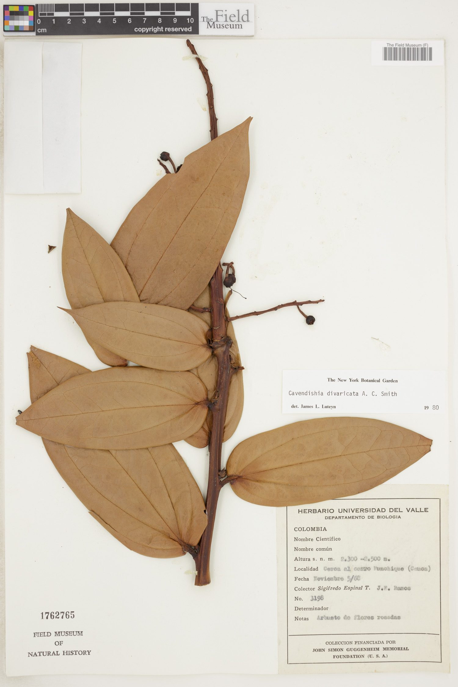 Cavendishia divaricata — photo