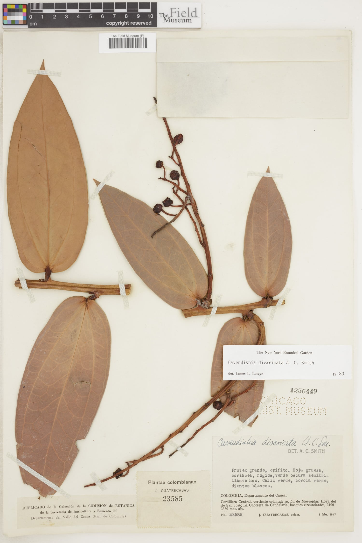 Cavendishia divaricata — photo