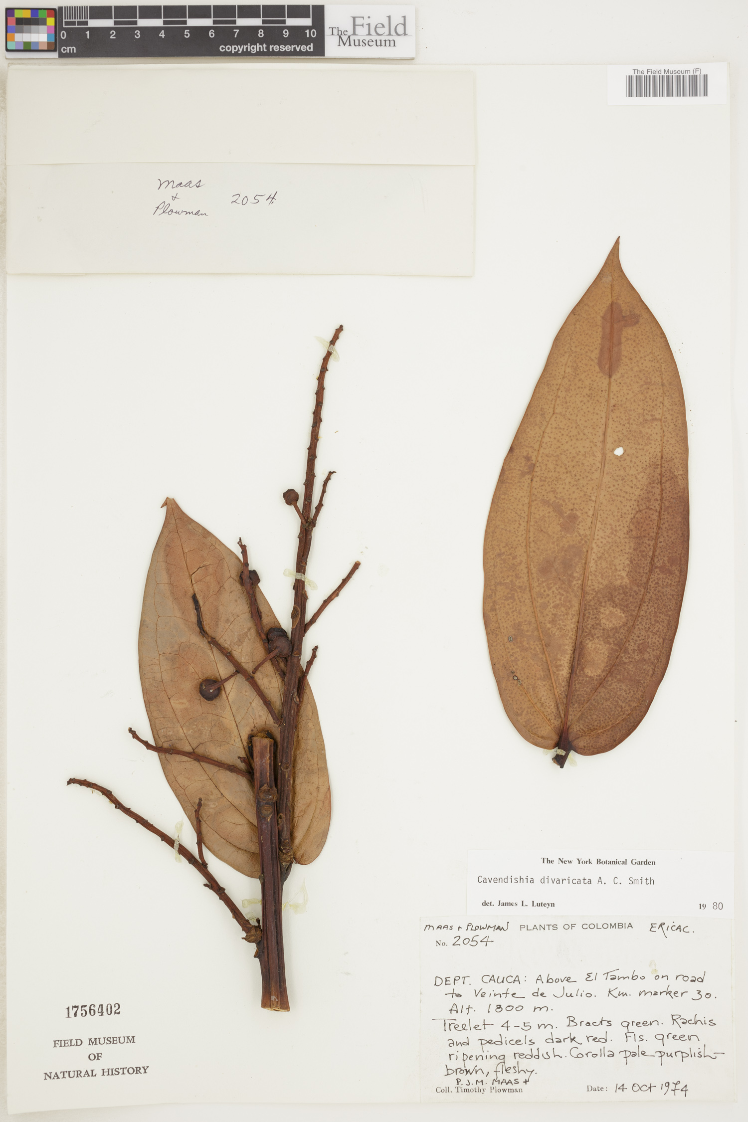 Cavendishia divaricata