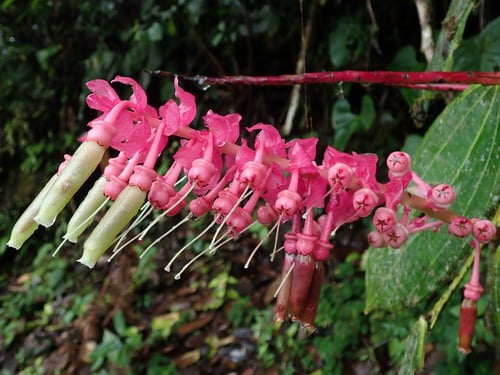 Cavendishia grandifolia (Duende) — photo