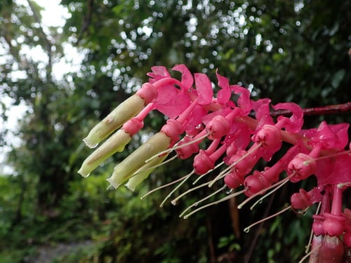 Cavendishia grandifolia (Duende) — photo