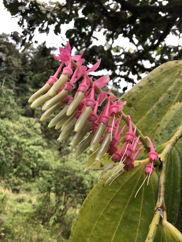 Cavendishia grandifolia