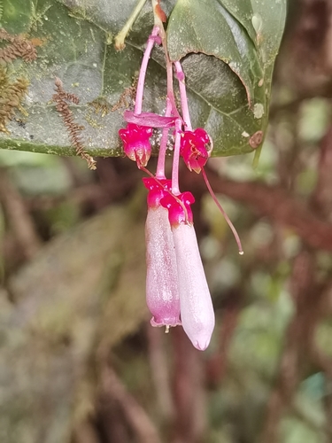 Cavendishia melastomoides