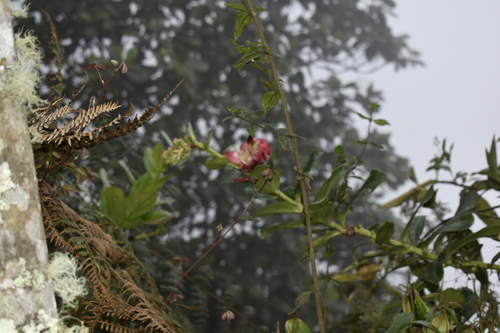 Cavendishia nitida (Uva camarona) — photo