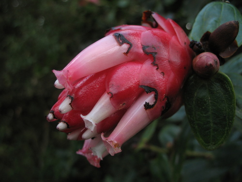 Cavendishia nitida