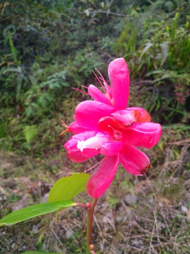 Cavendishia nobilis var. capitata (Joyapa) — photo