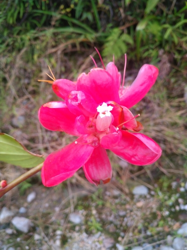 Cavendishia nobilis var. capitata (Joyapa) — photo