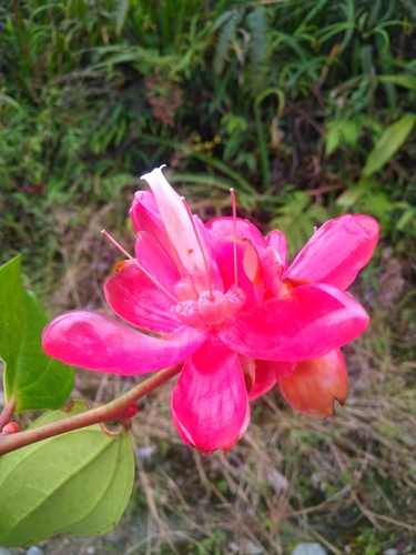 Cavendishia nobilis var. capitata