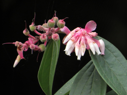 Cavendishia pubescens