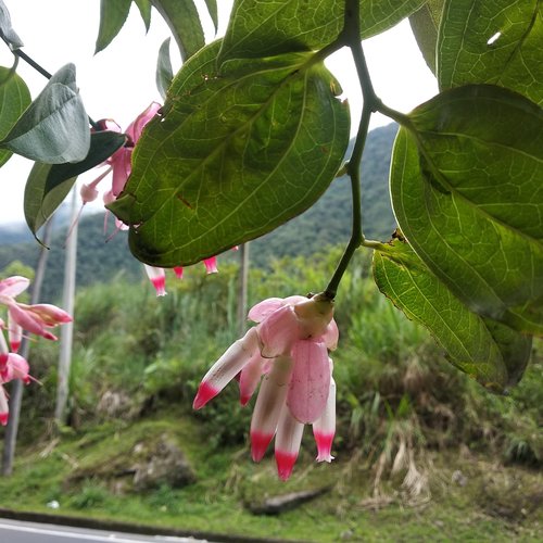 Cavendishia tarapotana (Tarapoto cavendishia) — photo
