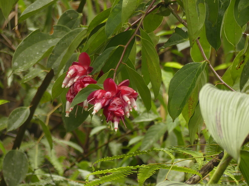 Cavendishia tarapotana (Tarapoto cavendishia) — photo