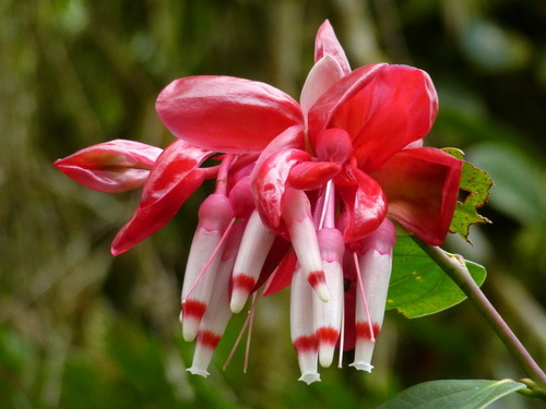 Cavendishia tarapotana