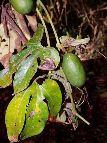 Cayaponia capitata — photo