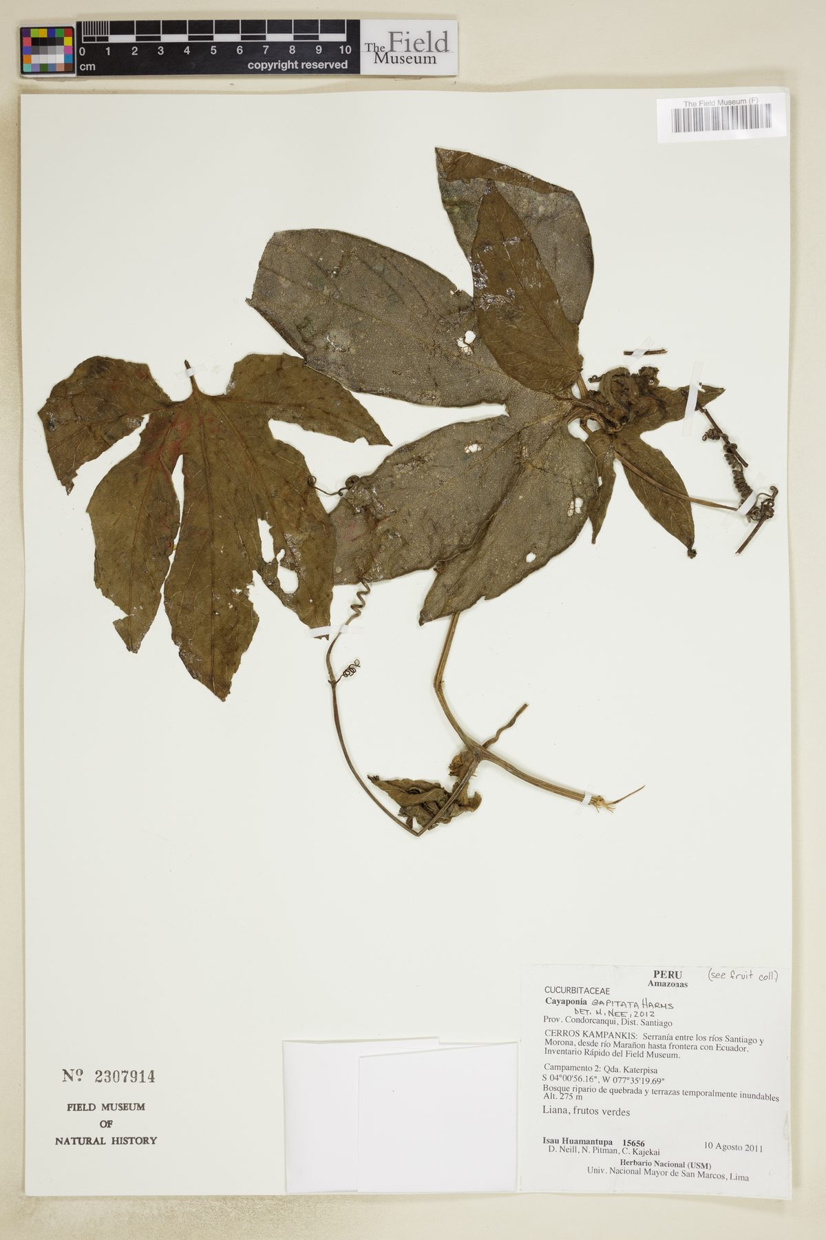 Cayaponia capitata