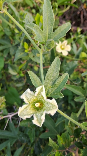 Cayaponia podantha (Taiuia) — photo