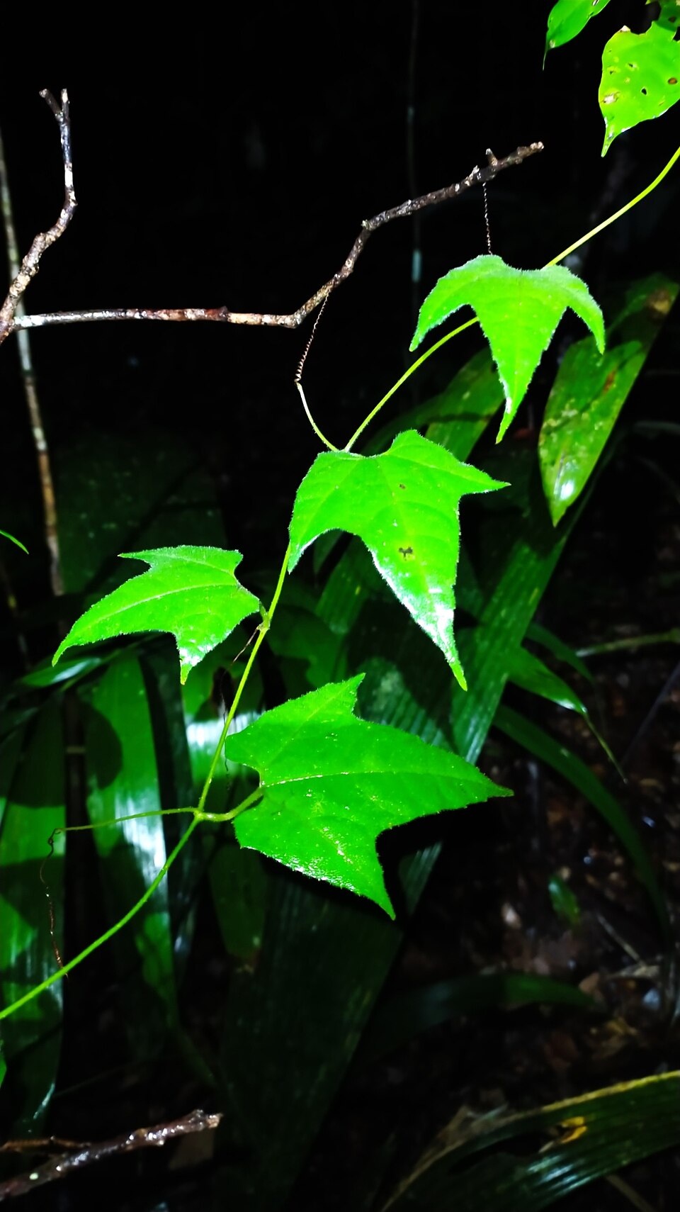 Cayaponia selysioides — photo