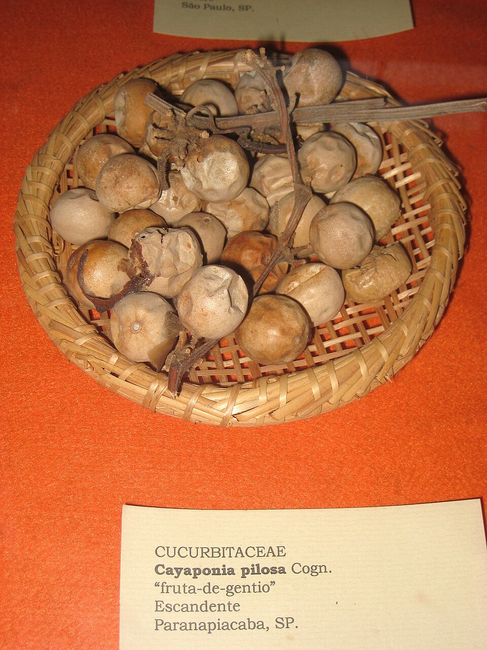 Cayaponia sp.