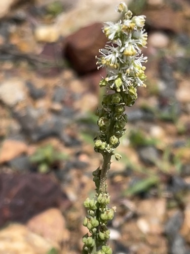 Caylusea abyssinica (Arencho) — photo