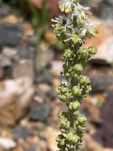 Caylusea abyssinica (Arencho) — photo