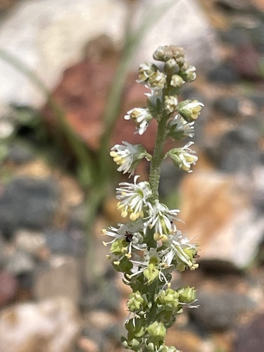 Caylusea abyssinica