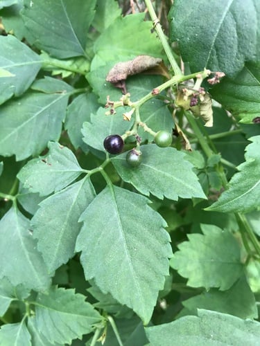Cayratia clematidea (Native grape) — photo