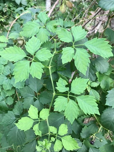 Cayratia clematidea (Native grape) — photo