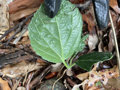 Cayratia eurynema (Soft water vine) — photo