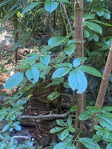 Cayratia eurynema (Soft water vine) — photo