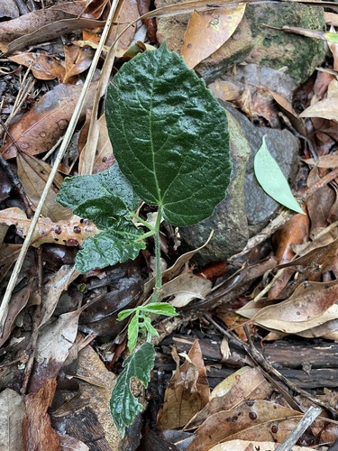Cayratia eurynema