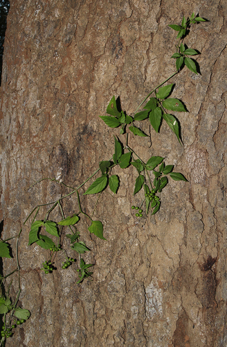 Cayratia gracilis — photo
