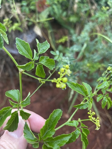 Cayratia gracilis — photo