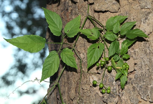 Cayratia gracilis