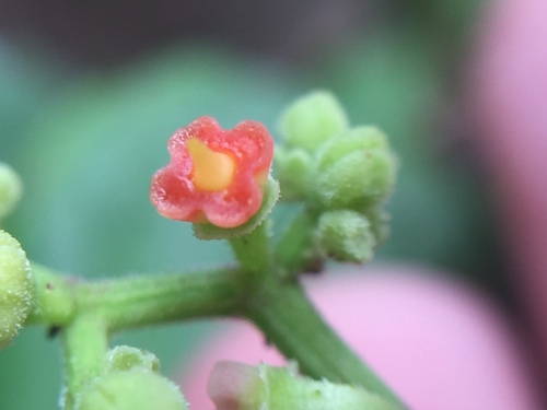 Cayratia japonica — photo