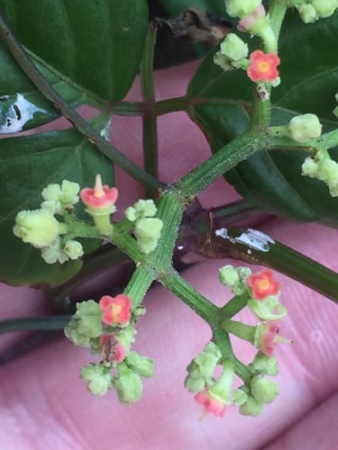 Cayratia japonica