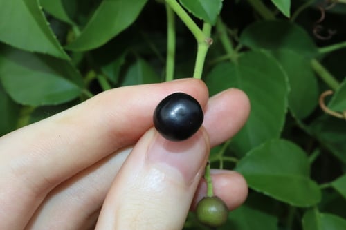 Cayratia maritima (Wild grape) — photo