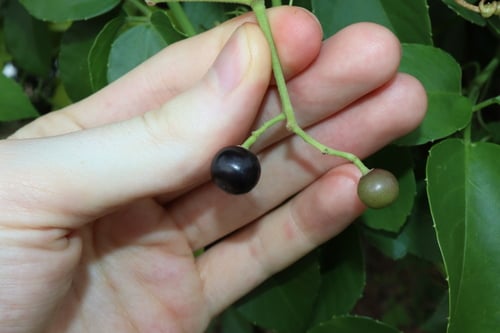 Cayratia maritima (Wild grape) — photo