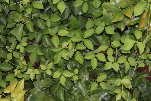 Cayratia maritima